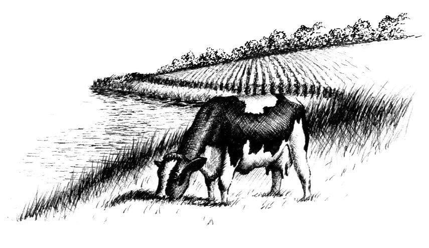 Drawing of a cow in a field