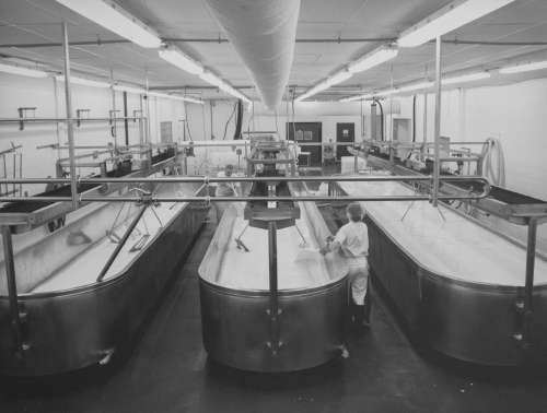 Inside Faribault Cheese plant