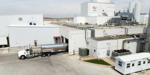 Luana Cheese Plant