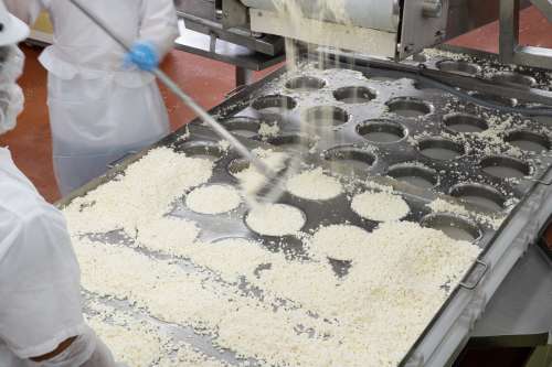 Mindoro Cheese plant