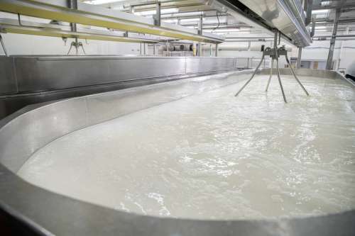 Mindoro Cheese plant