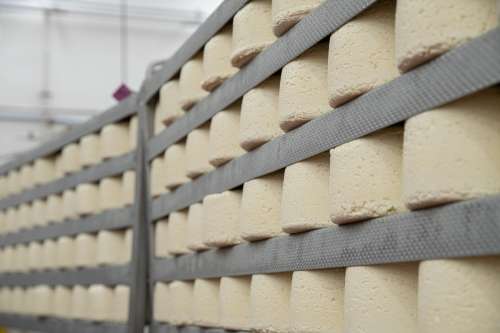 Mindoro Cheese plant