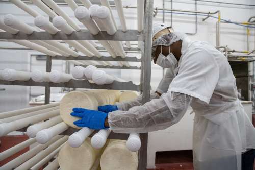 Mindoro Cheese plant