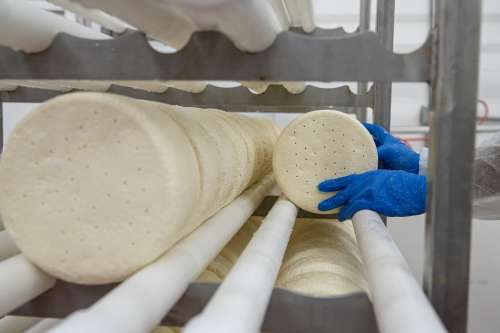 Mindoro Cheese plant