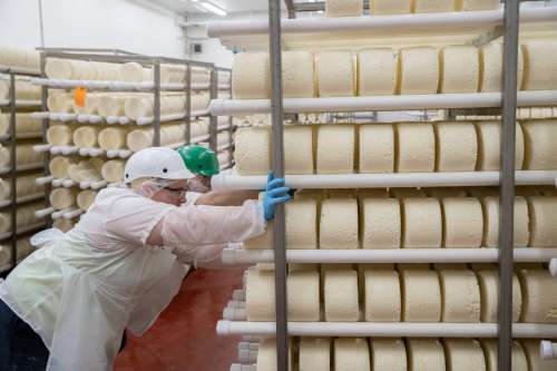 Mindoro Cheese plant