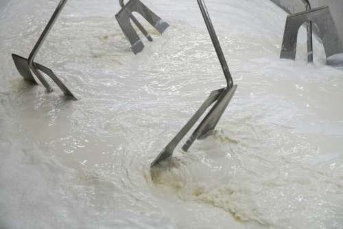 Mindoro Cheese plant