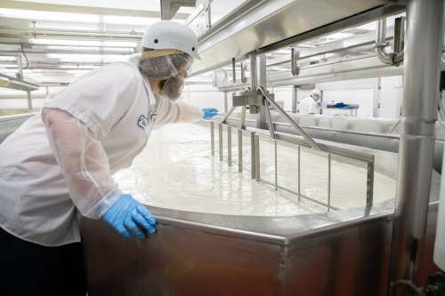 Mindoro Cheese plant