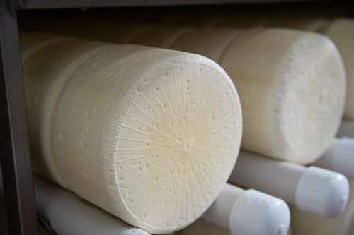 Mindoro Cheese plant