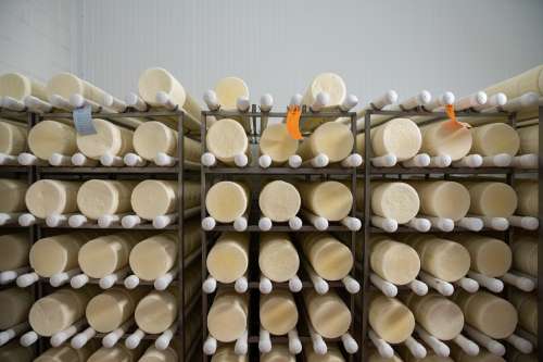 Mindoro Cheese plant