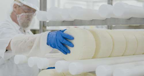 Mindoro Cheese plant