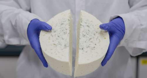 Mindoro Cheese plant