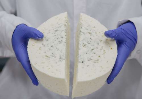 Photo for Gorgonzola Gallery