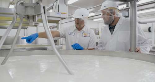 Mindoro Cheese plant