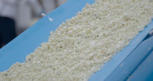 Mindoro Cheese plant