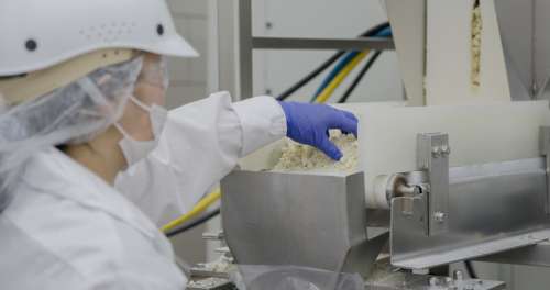 Mindoro Cheese plant