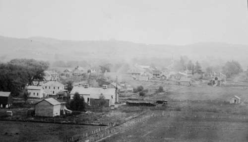 Mindoro Cheese plant