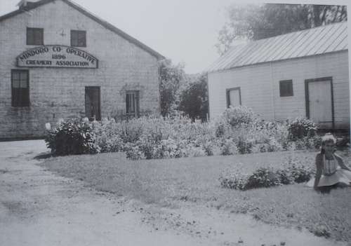 Mindoro Cheese plant