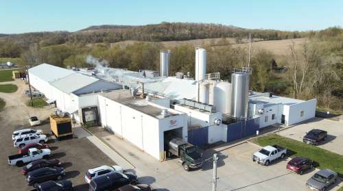 Mindoro Cheese plant