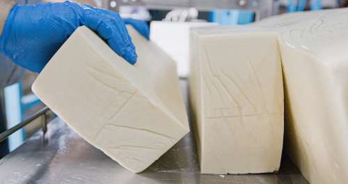 Whitehill Cheese Plant
