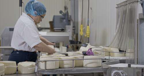 Whitehill Cheese Plant