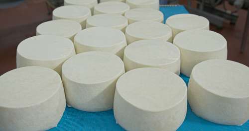 Whitehill Cheese Plant