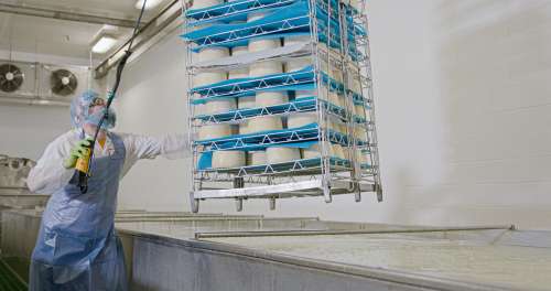 Whitehill Cheese Plant