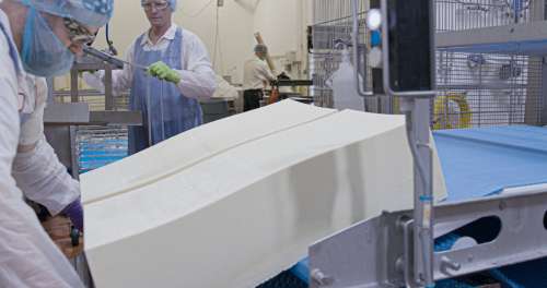 Whitehill Cheese Plant