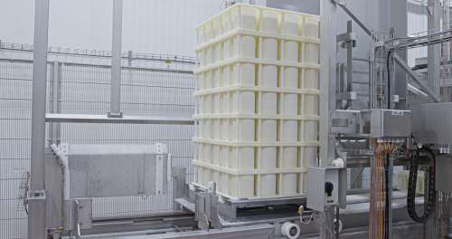 Whitehill Cheese Plant